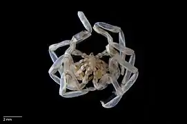 Pseudopallene watsonae