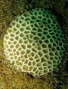 Pseudosiderastrea tayamai