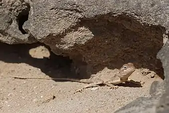 Lézard Pseudotrapelus dhofarensis dans le Dhofar en décembre 2019.