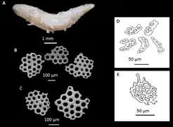 Psolidothuria yasmeena, un Vaneyellidae