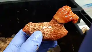 Psolus fabricii, un Psolidae