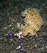 Pteraeolidia semperi