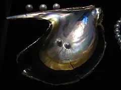 Pteria penguin (Pteriidae)