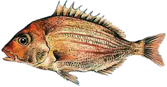 Pterogymnus laniarius