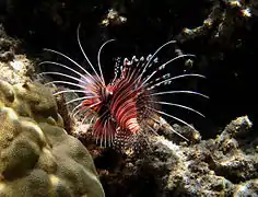 Un poisson scorpion à antennes (Pterois antennata)