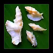 Pterynotus elongatus