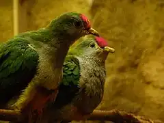 Ptilinopus pulchellus.