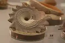 Une coquille présentée dans du sable.