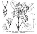 Pullea mollis