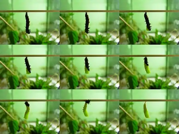 Formation d'une chrysalide