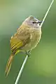 Bulbul flavescent