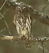 Chevêchette d'Europe dans la forêt du Fraktó.