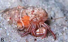 Pylopaguropsis mollymullerae