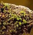 Pyromorphite  -Mine des Farges, Ussel, Corrèze, Limousin, France (6x5 cm)