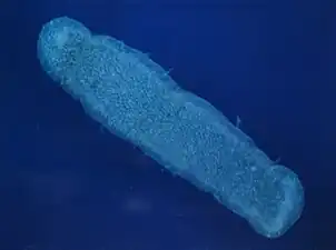 Pyrosoma atlanticum, une Pyrosomatida