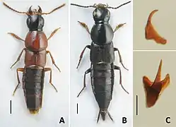 A Q. obliqueseriatus B Q. suramensis. C Sclerites dans le sac interne de Q. jenisseensis.