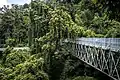 Pont dans la canopée.