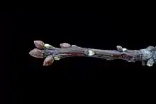 Sur une tige de chêne, l'unité de croissance portant des bourgeons et des cicatrices foliaires, débute par la cicatrice de cataphylles en anneau (à droite).