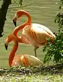 Flamants roses