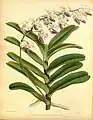 Aerides crispumThe Orchid Album1897.