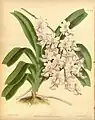 Aerides expansaThe Orchid Album1888