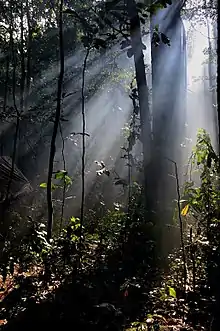 Forêt équatoriale.