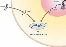 Le brin d'ARNi interfère avec le brin d'ARNm empêchant ou modifiant la transcription en protéine.