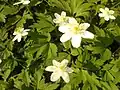 Anemone nemorosa