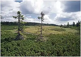 P. mugo subsp. mugo, Monts des Géants, République Tchèque.