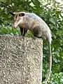 L'opossum Didelphis marsupialis