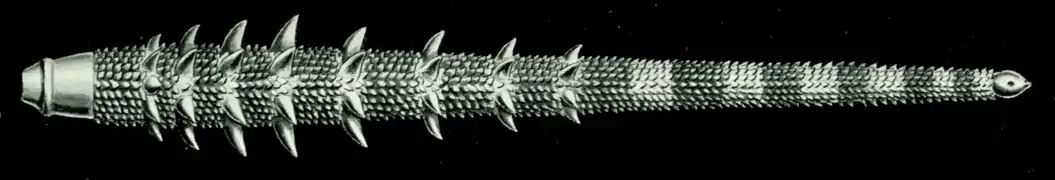 Radiole de Prionocidaris (sans doute P. baculosa) dessinée par Ernst Haeckel.