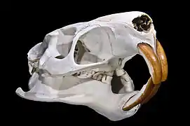  Crâne vu de profil avec deux paires de longues incisives de couleur rousse sur leur face extérieure