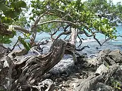 Raisinier bord de mer, Coccoloba uvifera sur la plage.