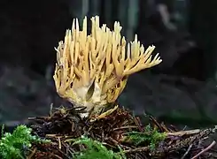 Ramaria flaccida, un Gomphales