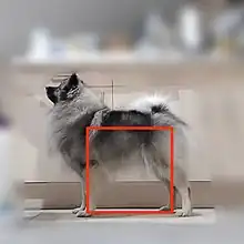 Rapport 1:1 du coprs chez le spitz allemand