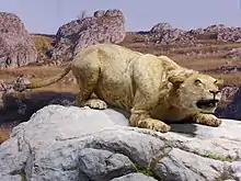Représentation d'un lion sur un rocher, ramassé sur lui-même en position couchée, prêt à bondir. Imagerie dans la caverne du Pont-d'Arc.