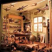 Reconstitution du cabinet d'histoire naturelle de Jean Hermann.