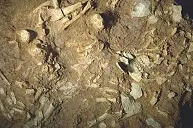 Reconstitution du squelette de Pierrette.