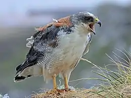 Buse tricolore (Buteo polyosoma)