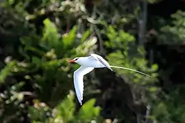 Phaéton à bec rouge