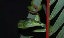 Serpent ratier vert à queue rouge