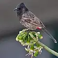 Photographie d'un oiseau aux plumes marrons et à la tête noire perché sur une plante aux fleurs blanches