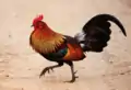 Coq Gallus gallus