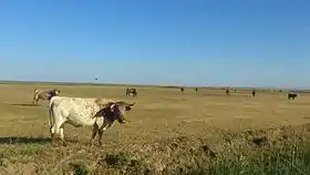 Image illustrative de l’article Mertolenga