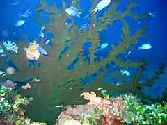 Tubastraea micranthus (polypes rétractés)