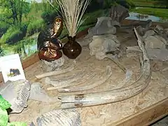 dents et défenses de mammouth.