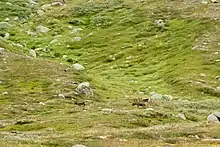 Rennes sur les pentes d'une montagne.