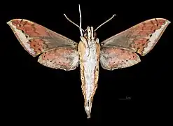 Revers de Rhagastis castor castor(coll.MHNT)