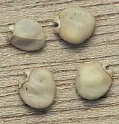 Graines, taille 5-6mm.