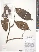 Rhaptopetalum coriaceum.